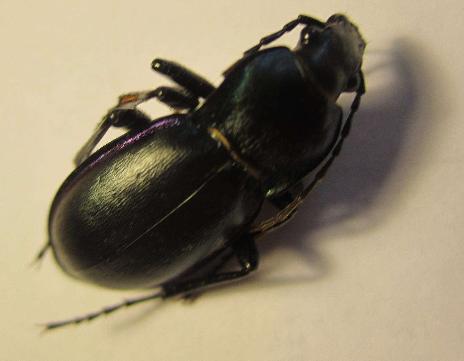 carabus violaceus? no, C. germarii fiorii